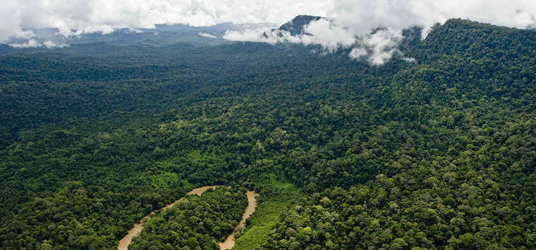 Langkah Hijau BPFK Indonesia Menyusuri Keindahan Kalimantan Forest